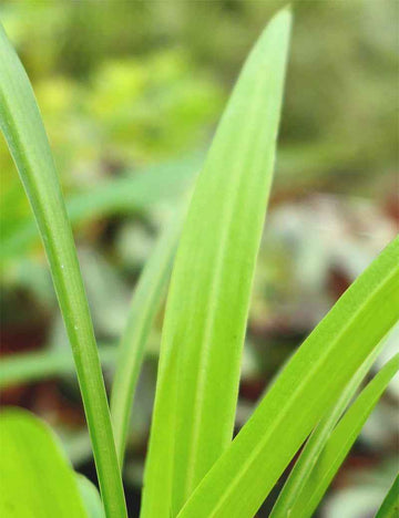 Chlorophytum comosum - Vert uni