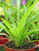 Chlorophytum comosum - Vert uni