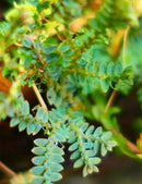 Selaginella uncinata