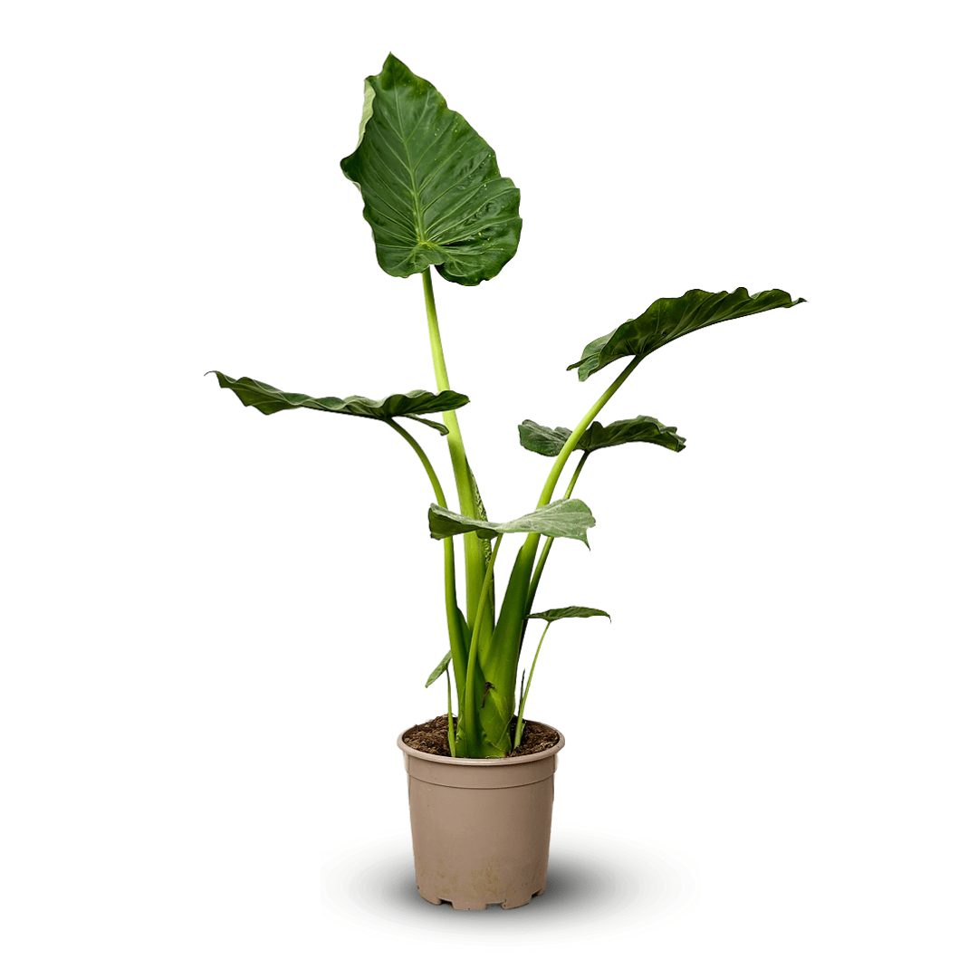 Alocasia Portadora 100 cm - clicktofournisseur.com