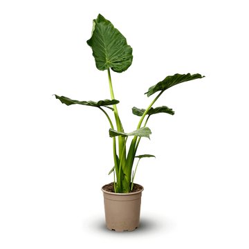 Alocasia Portadora 100 cm - clicktofournisseur.com
