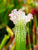 Sarracenia leucophylla red white mobile co.