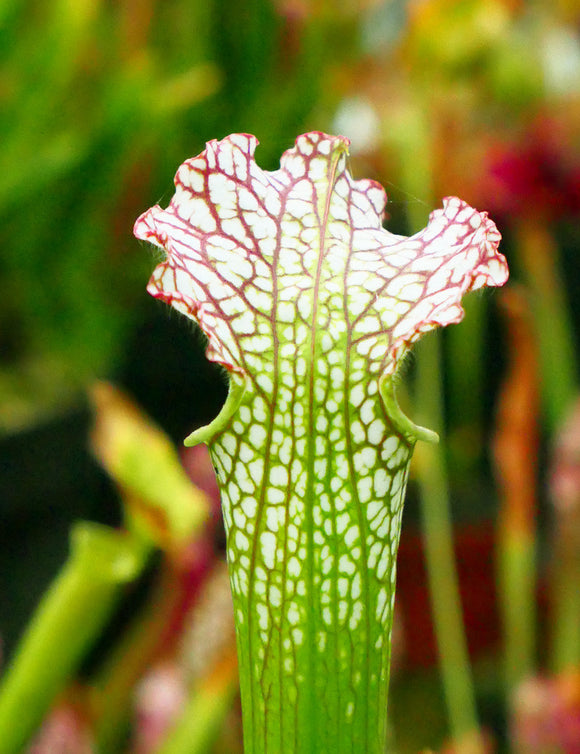 Sarracenia leucophylla red white mobile co.