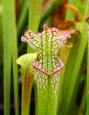 Sarracenia leucophylla red white mobile co.