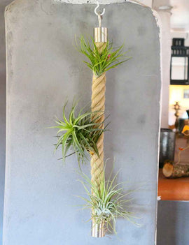 Cordage support Tillandsia