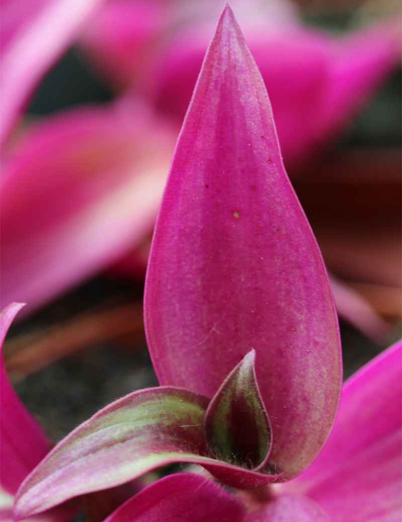 Tradescantia rouge - violacé