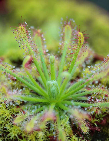 Drosera neocaledonica