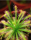 Drosera neocaledonica
