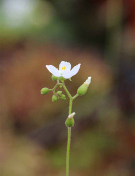 Drosera neocaledonica
