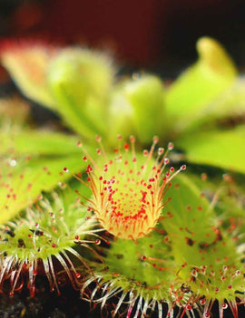 Drosera esterhyseniae x Slackii
