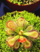 Drosera esterhyseniae x Slackii