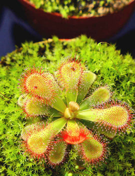 Drosera esterhyseniae x Slackii