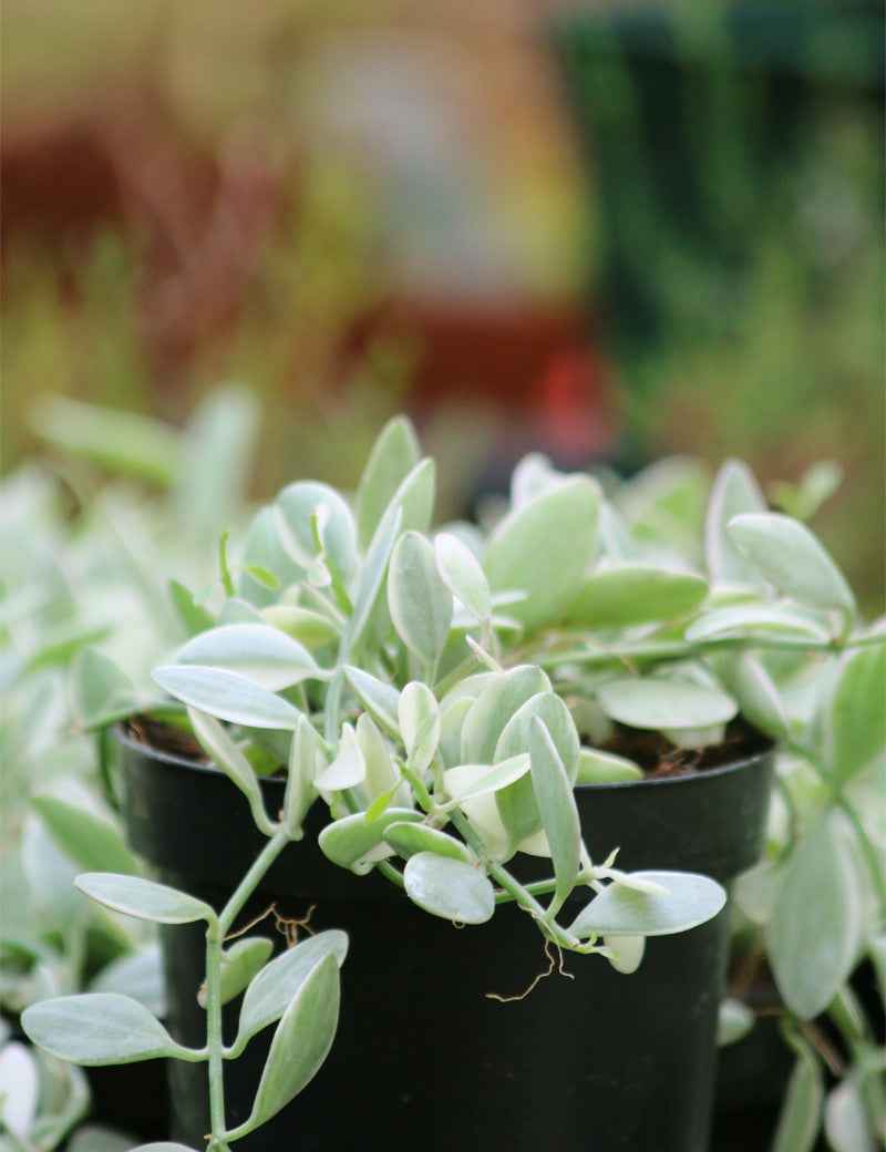 Dischidia nummularia blanc