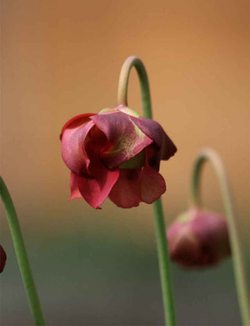 Sarracenia leucophylla x courtii