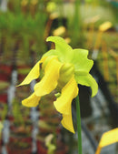 Sarracenia leucophylla red white mobile co.