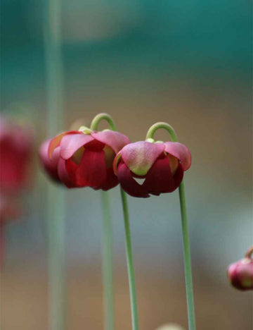 Sarracenia x wrigleyana