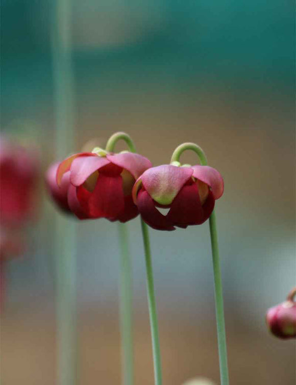 Sarracenia x wrigleyana