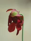 Sarracenia minor large