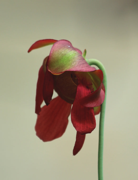 Sarracenia minor large