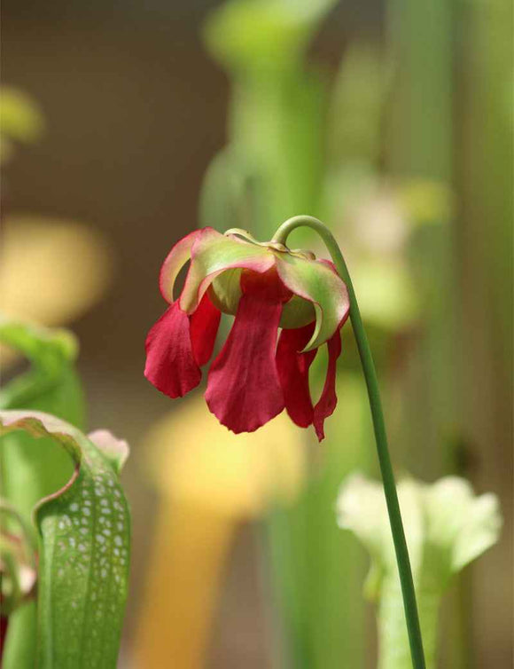 Sarracenia x excellens x rubra