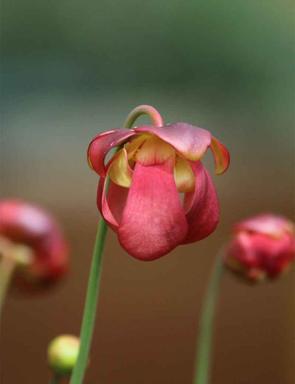 Sarracenia x courtii