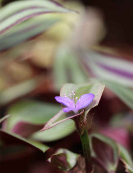 Tradescantia zebrina pourpre