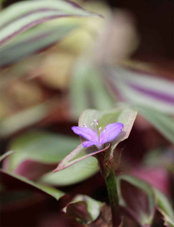 Tradescantia zebrina pourpre