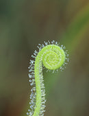 Drosera filiformis tracyi - Plante carnivore exceptionnelle à découvrir