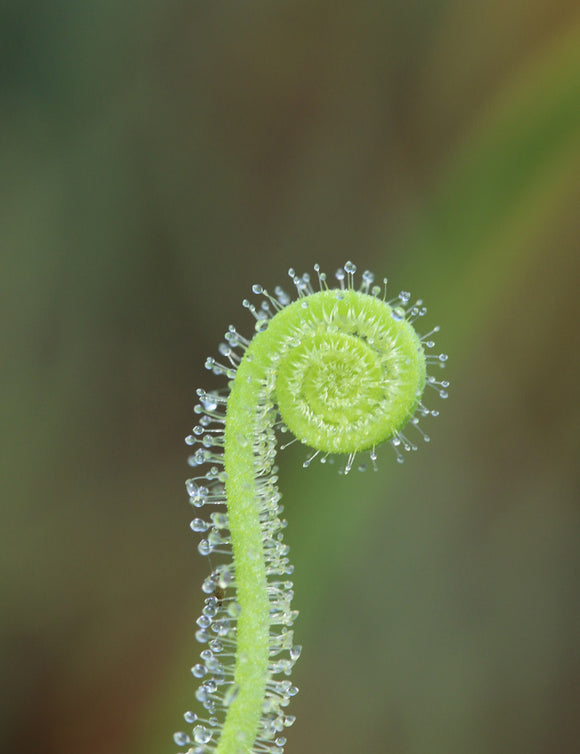 Drosera filiformis tracyi - Plante carnivore exceptionnelle à découvrir