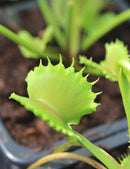 Dioanea muscipula werewolf