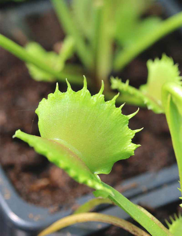 Dioanea muscipula werewolf