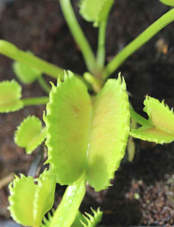 Dioanea muscipula werewolf