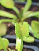 Dioanea muscipula werewolf