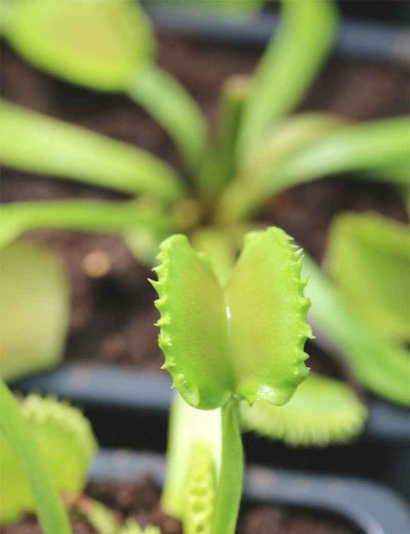 Dioanea muscipula werewolf