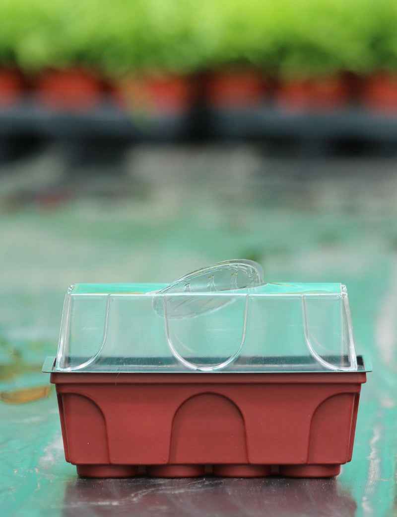 Mini serre semis