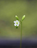 Drosera rotundifolia