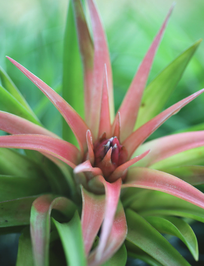 Tillandsia velutina plante aérienne 10 à 12 cm - Idéale pour décoration intérieure