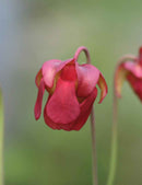 Sarracenia stevensii