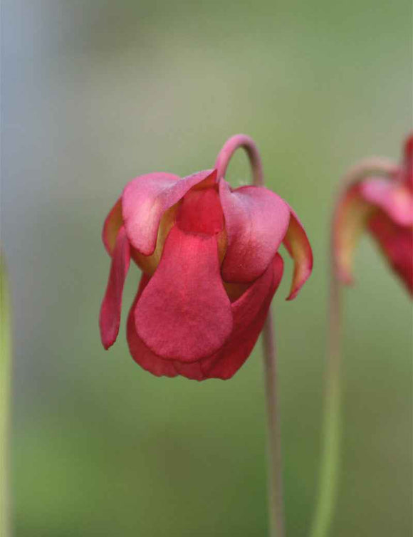 Sarracenia stevensii
