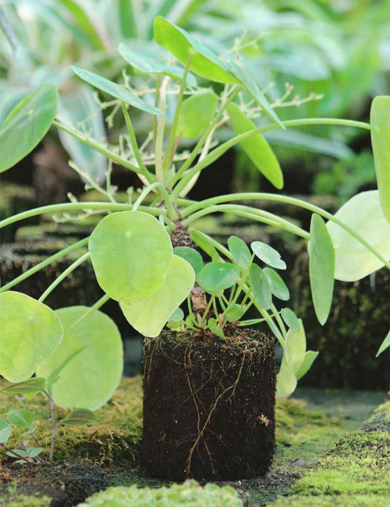 Pilea peperomioides raciné en xaxim