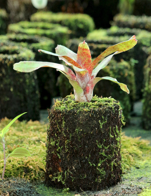 Neoregelia atlantis raciné en xaxim