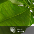 Pachira Aquatica 80 cm - clicktofournisseur.com