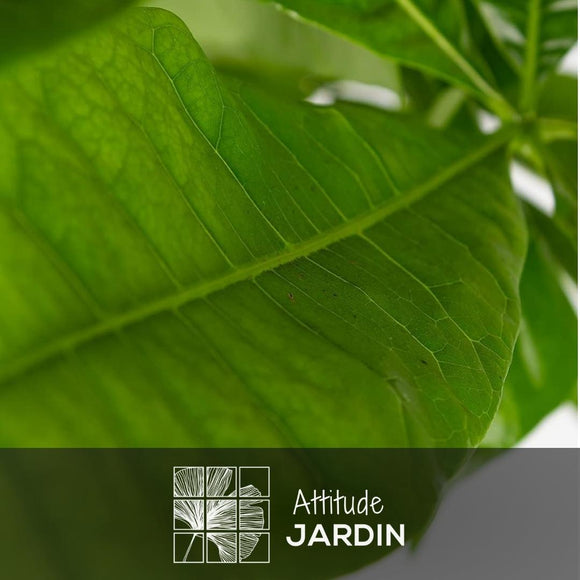 Pachira Aquatica 80 cm - clicktofournisseur.com