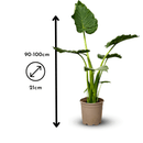 Alocasia Portadora 100 cm - clicktofournisseur.com