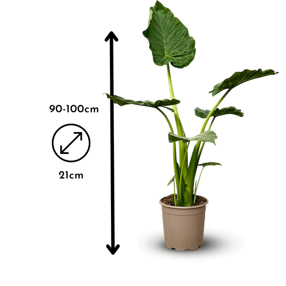 Alocasia Portadora 100 cm - clicktofournisseur.com