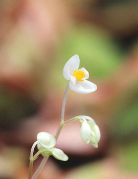 Begonia thelmae