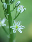 Albuca bracteata