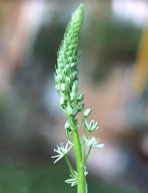 Albuca bracteata