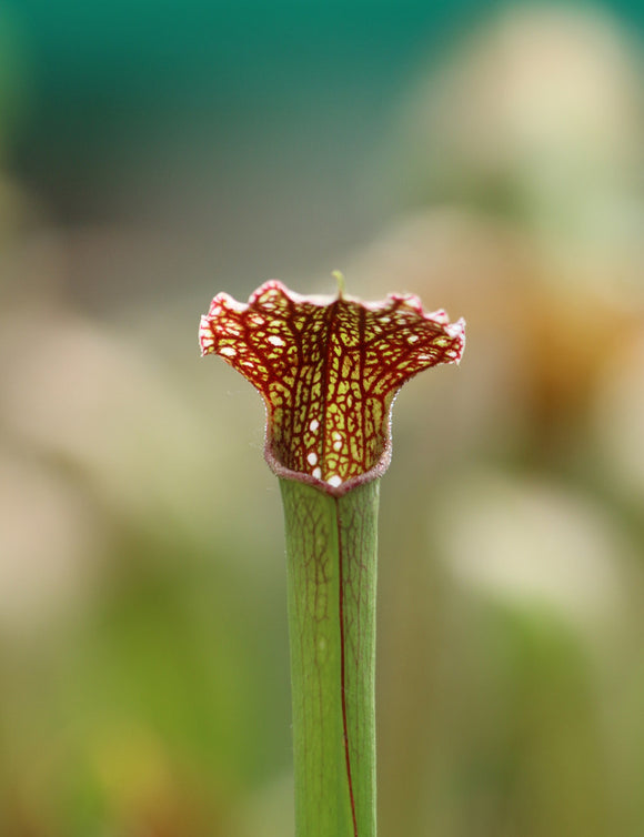 Sarracenia excellens x minor x leucophylla