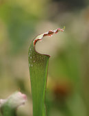 Sarracenia excellens x minor x leucophylla